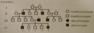 Family Tree
